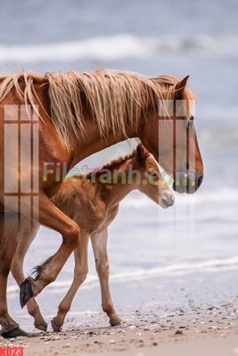 Tải file File gốc in tranh nền tường tổng hợp KD23 (gốc) chủ đề hoa sen