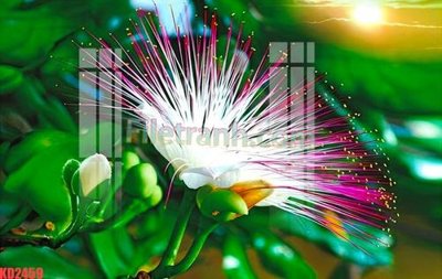 Tải file File gốc in tranh nền tường tổng hợp KD2459 (ảnh gốc) in tranh kính