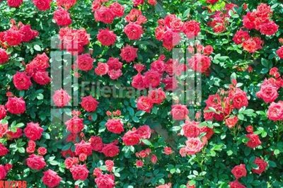 File tranh gốc PSD File gốc in tranh nền tường tổng hợp KD2786 còn nguyên layer