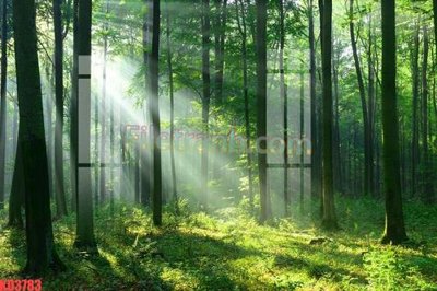 File ảnh File gốc in tranh nền tường tổng hợp KD3783 (gốc) trang trí khách sạn