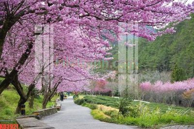 File gốc File gốc in tranh nền tường tổng hợp KD3921 (in lụa) cao cấp