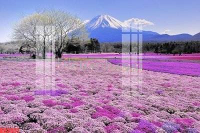 Tải file tranh File gốc in tranh nền tường tổng hợp KD3931 (gốc) tại Filetranh.com