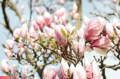 File in trần File gốc in tranh nền tường tổng hợp KD4473 (bản gốc) 5D