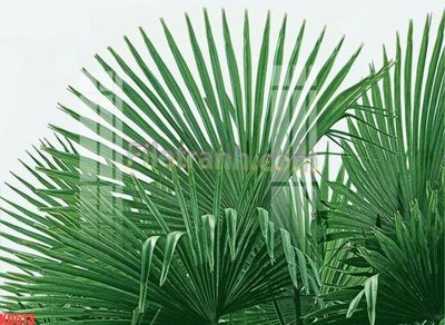 File gốc File gốc in tranh nền tường tổng hợp KD573 (in ấn) không giới hạn