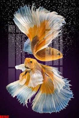 File in lụa File tranh in décor tranh treo tường tổng hợp KD7447 (chất lượng cao) File tranh in décor tranh treo tường tổng hợp KD7447