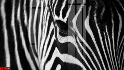 File gốc File tranh in décor tranh treo tường tổng hợp KD7922 (cho in ấn) từ kho Filetranh