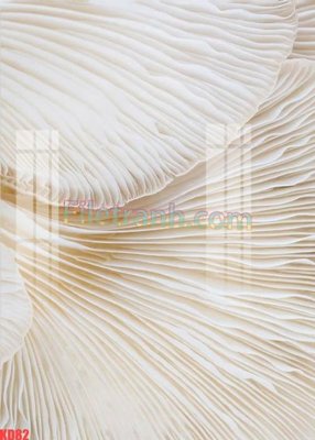 File gốc in tráng gương File gốc in tranh nền tường tổng hợp KD82 chi tiết