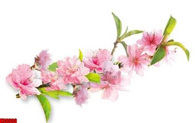 File in mica File tranh in décor tranh treo tường tổng hợp KD8906 (bản gốc) siêu trong