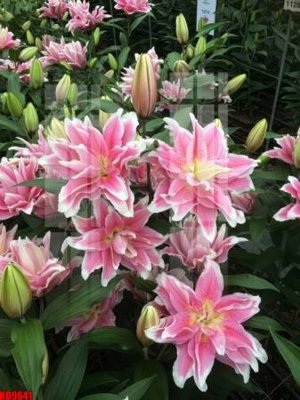 File PSD File tranh in décor tranh treo tường tổng hợp KD9641 (gốc) tách lớp chi tiết