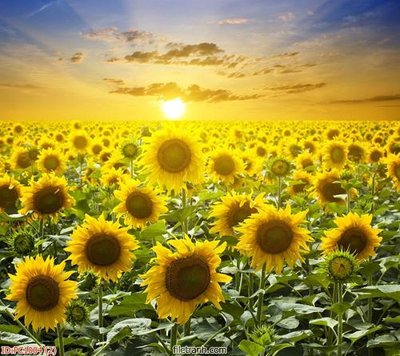 File gốc File gốc phong cảnh PC1004 (phong cách) tối giản