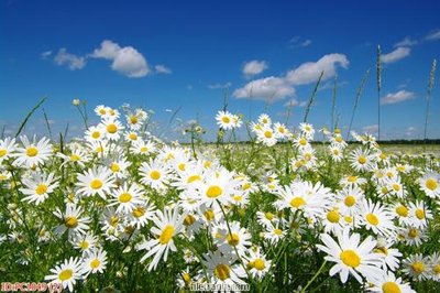 File gốc File gốc phong cảnh PC1049 (PSD/TIFF) độ phân giải cao