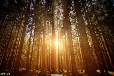 File gốc File gốc phong cảnh PC1179 (trang trí) phòng trẻ em