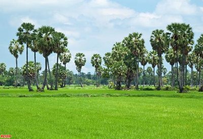 Mua file gốc File tranh phong cảnh PC1319 (chất lượng) tại Filetranh.com