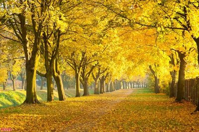 File PSD File tranh phong cảnh PC1322 (bản gốc) chất lượng nhất