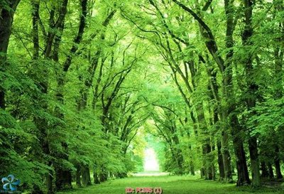 File tranh File gốc phong cảnh PC595 (gốc) in vải canvas