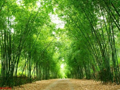 File in ấn File tranh phong cảnh việt nam PC6016 chuyên nghiệp