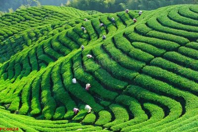 File in ấn File tranh phong cảnh việt nam PC6024 chuyên nghiệp