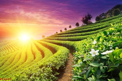 File tranh trang trí File tranh phong cảnh việt nam PC6157 (tải file gốc)