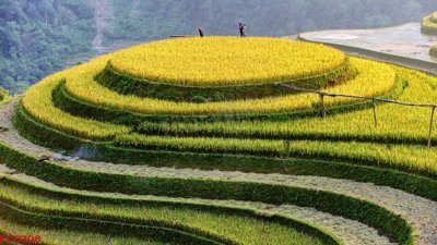 File tranh File tranh phong cảnh việt nam PC6208 (gốc) chủ đề động vật