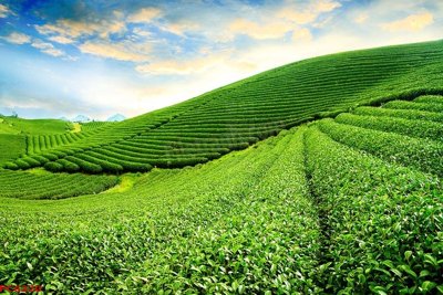 Tải file File tranh phong cảnh việt nam PC6220 (gốc) làm tranh trang trí