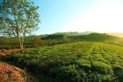 File in ấn chuyên nghiệp File tranh phong cảnh việt nam PC6221 (file gốc)