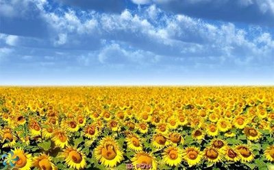 File gốc File gốc phong cảnh PC714 (trang trí) cho phòng khách