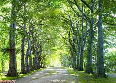 Tệp tin gốc File gốc phong cảnh PC801 (chất lượng) File gốc phong cảnh PC801