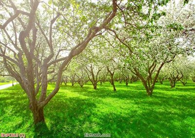 File gốc File gốc phong cảnh PC813 (in lụa) tranh thuận buồm