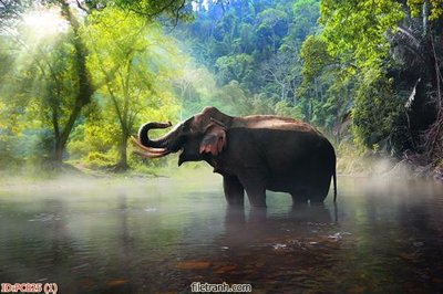 File tranh File gốc phong cảnh PC825 (bản gốc) treo quán cafe