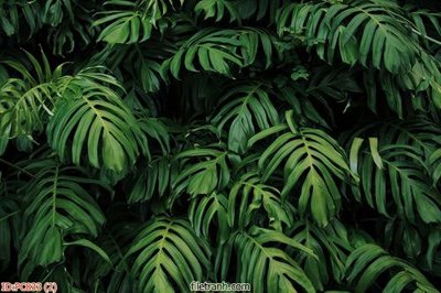 Hình ảnh file gốc File gốc phong cảnh PC833 cho in UV