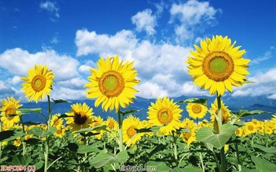 File gốc File gốc phong cảnh PC894 (PSD/TIFF) độ phân giải cao