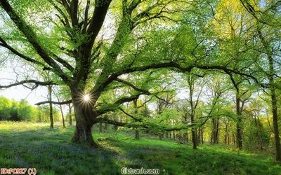 File ảnh File gốc phong cảnh PC927 (gốc) cho trang trí nhà hàng