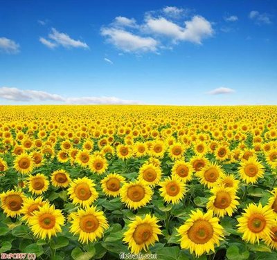 File gốc File gốc phong cảnh PC957 (in mica) cắt laser