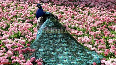 File PSD File tranh phong cảnh thiên nhiên PCN1006 (bản gốc) độ phân giải cao