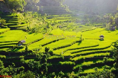 Tải về file gốc File tranh phong cảnh thiên nhiên PCN1069 (chuẩn in ấn)