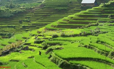 Tệp tin gốc File tranh phong cảnh thiên nhiên PCN1077 (chất lượng cao) File tranh phong cảnh thiên nhiên PCN1077