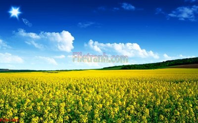 File gốc File tranh phong cảnh thiên nhiên PCN1485 (thiết kế) độc quyền