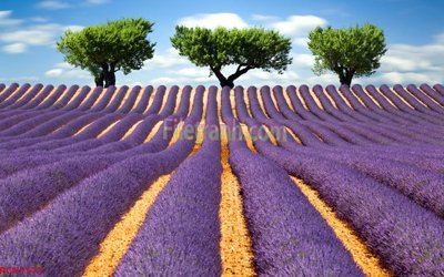 Tải file File tranh phong cảnh thiên nhiên PCN1571 (ảnh gốc) độ phân giải 300dpi