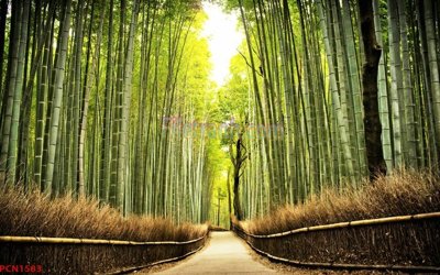 Tải file File tranh phong cảnh thiên nhiên PCN1583 (gốc) in trên mọi chất liệu