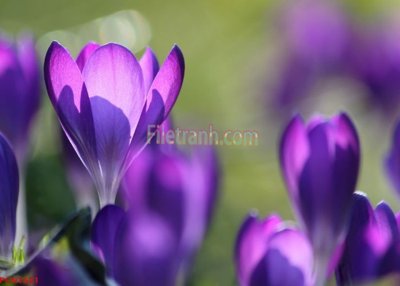 File gốc File tranh phong cảnh thiên nhiên PCN1621 (phong cách) châu Âu