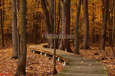 File gốc File tranh phong cảnh thiên nhiên PCN1688 (ảnh chi tiết) để in lụa