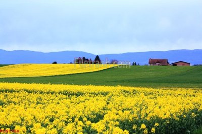 Ảnh gốc file in lụa File tranh phong cảnh thiên nhiên PCN1704 chi tiết