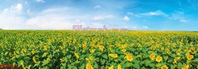 File tranh in trần 3D File tranh phong cảnh thiên nhiên PCN1716 (ảnh gốc)