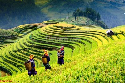 File ảnh File tranh phong cảnh thiên nhiên PCN1810 (gốc) trang trí khách sạn