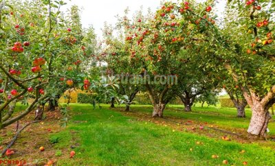 Download file gốc File tranh phong cảnh thiên nhiên PCN1813 (in lụa) cao cấp