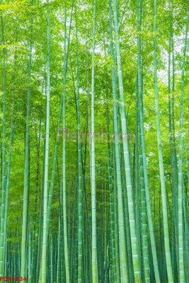 Tải xuống file tranh gốc File tranh phong cảnh thiên nhiên PCN1834 (PSD/TIFF)