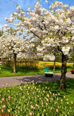 File gốc File tranh phong cảnh thiên nhiên PCN1877 (vector) cho in ấn