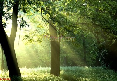 File PSD File tranh phong cảnh thiên nhiên PCN1962 (nguyên bản) cho thiết kế