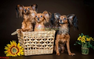 File tranh File tranh phong cảnh thiên nhiên PCN2028 (ảnh gốc) sắc nét hoàn hảo