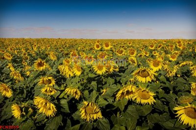 File tranh gốc File tranh phong cảnh thiên nhiên PCN2059 (sắc nét từng chi tiết)